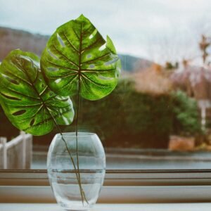 A minimalist display of monstera leaves in a clear glass vase placed on a windowsill.